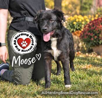 Moose -  Border Collie and Australian Shepherd Dog for Adoption in Joliet, Illinois - Moose | PetCurious