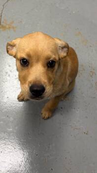 Chihuahua Dogs Available for Adoption in Missouri City, Texas - Rainy | PetCurious