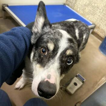 Cardigan Welsh Corgi and Mixed Breed Dogs Available for Adoption in Stephenville, Texas - Charlie | PetCurious