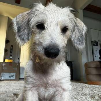 Athena -  Terrier Dog Available for Adoption in Warren, Rhode Island - Athena | PetCurious