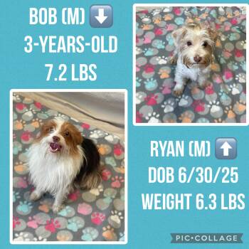 Bob, Ryan -  Yorkshire Terrier Dog for Adoption in Lacon, Illinois - Bob, Ryan | PetCurious
