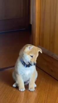 Toby -  Shiba Inu Dog for Adoption in Pinetop-lakeside, Arizona - Toby | PetCurious