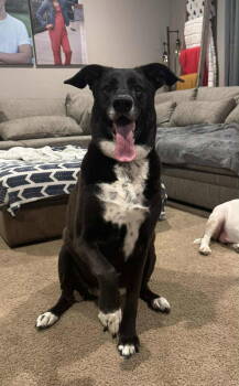 Rescue Labrador Retriever Dogs for Adoption in New London, Wisconsin - Molly | PetCurious