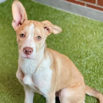 FROYO -  Mixed Breed Dog for Adoption in Edmond, Oklahoma - FROYO | PetCurious