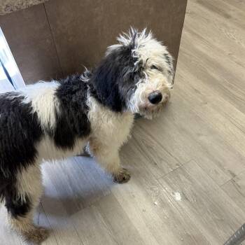 Sheep Dog Dogs Available for Adoption in Ottawa, Kansas - Juno | PetCurious