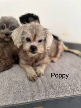 Rescue Poodle Dogs for Adoption in Los Angeles, California - Poppy #2520 | PetCurious