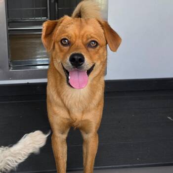 Bjorn - Chino Hills Location -  Pug and Mixed Breed Dog for Adoption in Chino Hills, California - Bjorn - Chino Hills Location | PetCurious