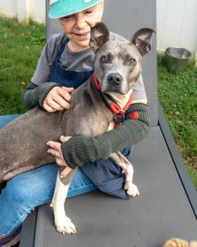 Gravity -  Mixed Breed Dog for Adoption in Chamblee, Georgia - Gravity | PetCurious