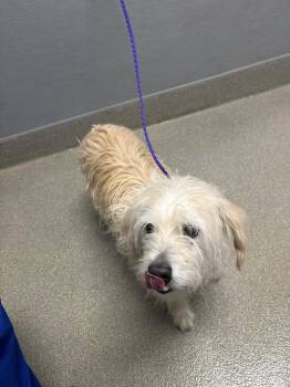 CHAPO -  Terrier and Mixed Breed Dog for Adoption in Las Vegas, Nevada - CHAPO | PetCurious