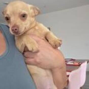 Chihuahua Dogs Available for Adoption - Camilo | PetCurious
