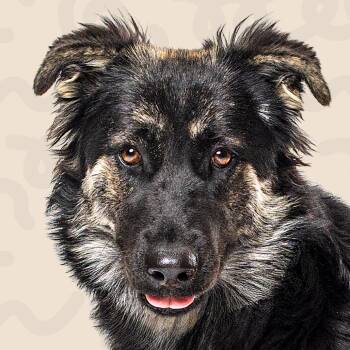 Floop -  German Shepherd Dog and Mixed Breed Dog for Adoption in Reno, Nevada - Floop | PetCurious
