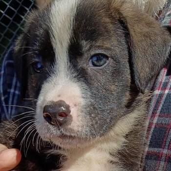 CARL -  Shepherd Dog for Adoption in Stuart, Virginia - CARL | PetCurious