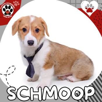 Pembroke Welsh Corgi Dogs Available for Adoption - SCHMOOP! | PetCurious