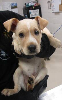 Sky(500) -  Hound Dog Available for Adoption in Marietta, Georgia - Sky(500) | PetCurious