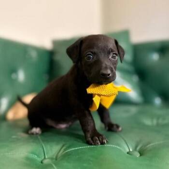 Dalton Dapper Dan Ridgemont -  Chihuahua and Labrador Retriever Dog for Adoption in Friendswood, Texas - Dalton Dapper Dan Ridgemont | PetCurious