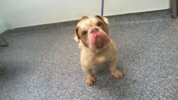 BUGSY -  English Bulldog Dog for Adoption in Charlotte, North Carolina - BUGSY | PetCurious