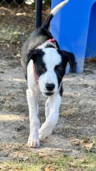 Moo -  Border Collie and Mixed Breed Dog for Adoption in Conway, South Carolina - Moo | PetCurious