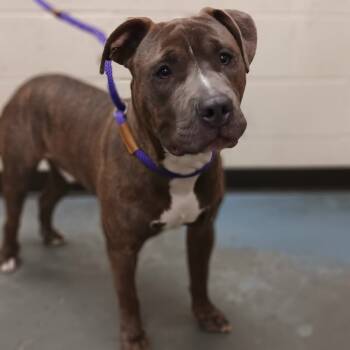 Rescue Mixed Breed Dogs for Adoption in Memphis, Tennessee - Charger | PetCurious