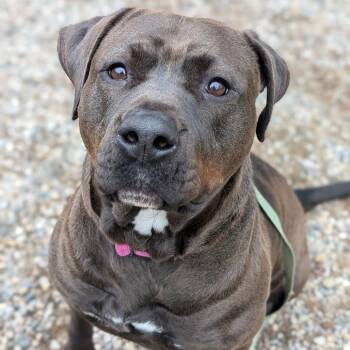 Mixed Breed Dogs Available for Adoption - Lilly | PetCurious