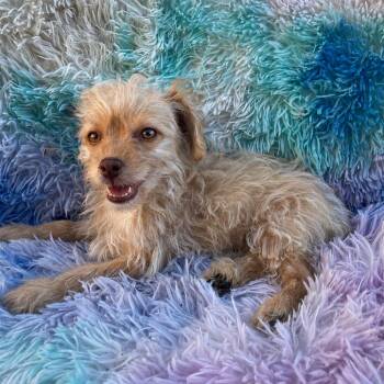 Caramel -  Terrier and Poodle Dog for Adoption in Tucson, Arizona - Caramel | PetCurious