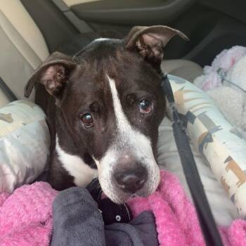 Rescue Pit Bull Terrier Dogs for Adoption in Columbia, South Carolina - Oakley | PetCurious