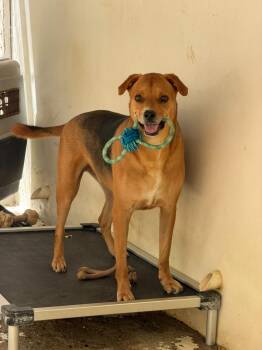 Sirius Black -  Labrador Retriever and Staffordshire Bull Terrier Dog for Adoption in Punta Santiago, Humacao - Sirius Black | PetCurious