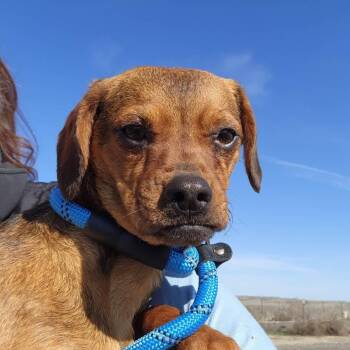 Chihuahua Dogs Available for Adoption - Denali | PetCurious