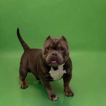 American Bully Dogs Available for Adoption - Pen 203 Duke | PetCurious