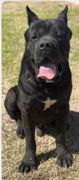 Cane Corso Dogs Available for Adoption in Glendale, Arizona - Halo | PetCurious