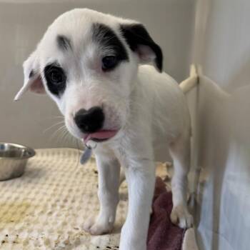 Whitney -  Australian Shepherd and Mixed Breed Dog for Adoption in Saint Charles, Missouri - Whitney | PetCurious