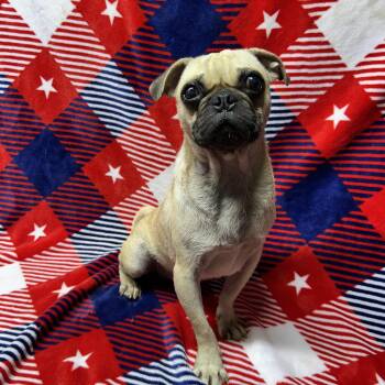 BUGSY -  Pug Dog for Adoption in Elyria, Ohio - BUGSY | PetCurious