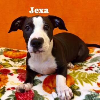 Rescue Mixed Breed Dogs for Adoption in Pekin, Illinois - Jexa | PetCurious
