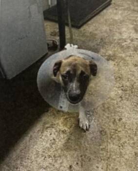 Mixed Breed Dogs Available for Adoption in Daytona Beach, Florida - Lucy - 1 | PetCurious