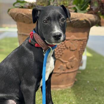 Rescue Labrador Retriever and Hound Dogs for Adoption in San Diego, California - Palina | PetCurious