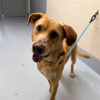 Linguine -  Labrador Retriever and Mixed Breed Dog for Adoption in Concord, North Carolina - Linguine | PetCurious