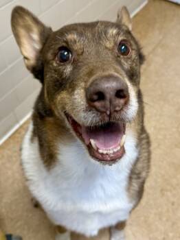 Rescue Shepherd and Mixed Breed Dogs for Adoption in San Antonio, Texas - Clyde | PetCurious