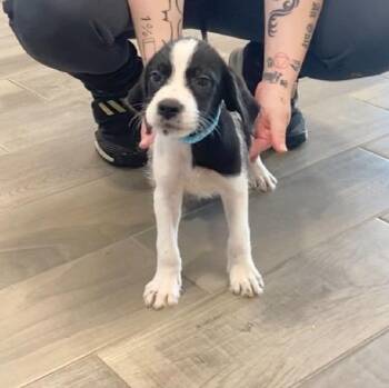 Luke -  Australian Cattle Dog Blue Heeler and Terrier Dog for Adoption in Nevada, Missouri - Luke | PetCurious