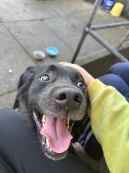 Tchotchke -  Mixed Breed Dog for Adoption in Cincinnati, Ohio - Tchotchke | PetCurious