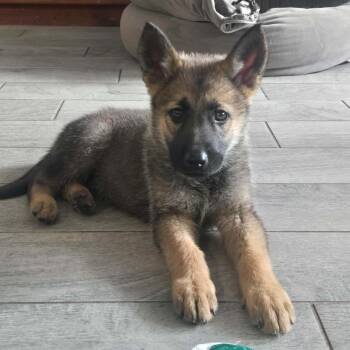 German Shepherd Dog Dogs Available for Adoption in Justin, Texas - Kovu  | PetCurious