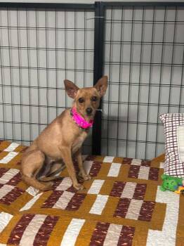 Serenity -  Terrier and Chihuahua Dog for Adoption in Saugus, Massachusetts - Serenity | PetCurious
