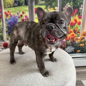 Prince -  French Bulldog Dog for Adoption in Phillipsburg, New Jersey - Prince | PetCurious
