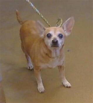 BETTY LOU -  Chihuahua Dog for Adoption in Sacramento, California - BETTY LOU | PetCurious
