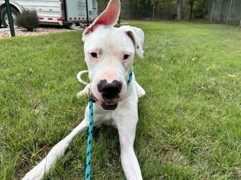 KEVIN -  Dogo Argentino and American Bulldog Dog for Adoption in Colorado Springs, Colorado - KEVIN | PetCurious