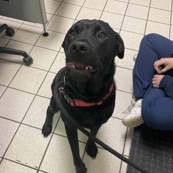 Jack -  Mixed Breed Dog for Adoption in Charleston, West Virginia - Jack | PetCurious