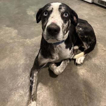 Rescue Catahoula Leopard Dog Dogs for Adoption in Cabot, Arkansas - Ophelia | PetCurious