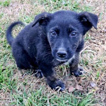 Cattle Dog Dogs Available for Adoption - Legend | PetCurious
