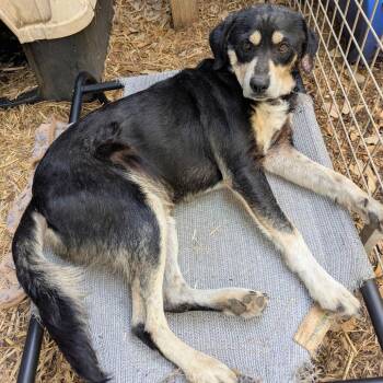 Coonhound Dogs Available for Adoption in Boerne, Texas - Gordon | PetCurious