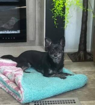 Rescue Chihuahua Dogs for Adoption in Imperial Beach, California - Gigi | PetCurious