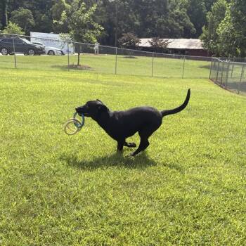 Equinox -  Black Labrador Retriever and Mixed Breed Dog for Adoption in Greenville, South Carolina - Equinox | PetCurious