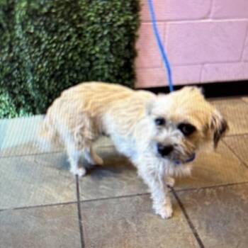 Bayle -  Terrier and Mixed Breed Dog for Adoption in Tacoma, Washington - Bayle | PetCurious